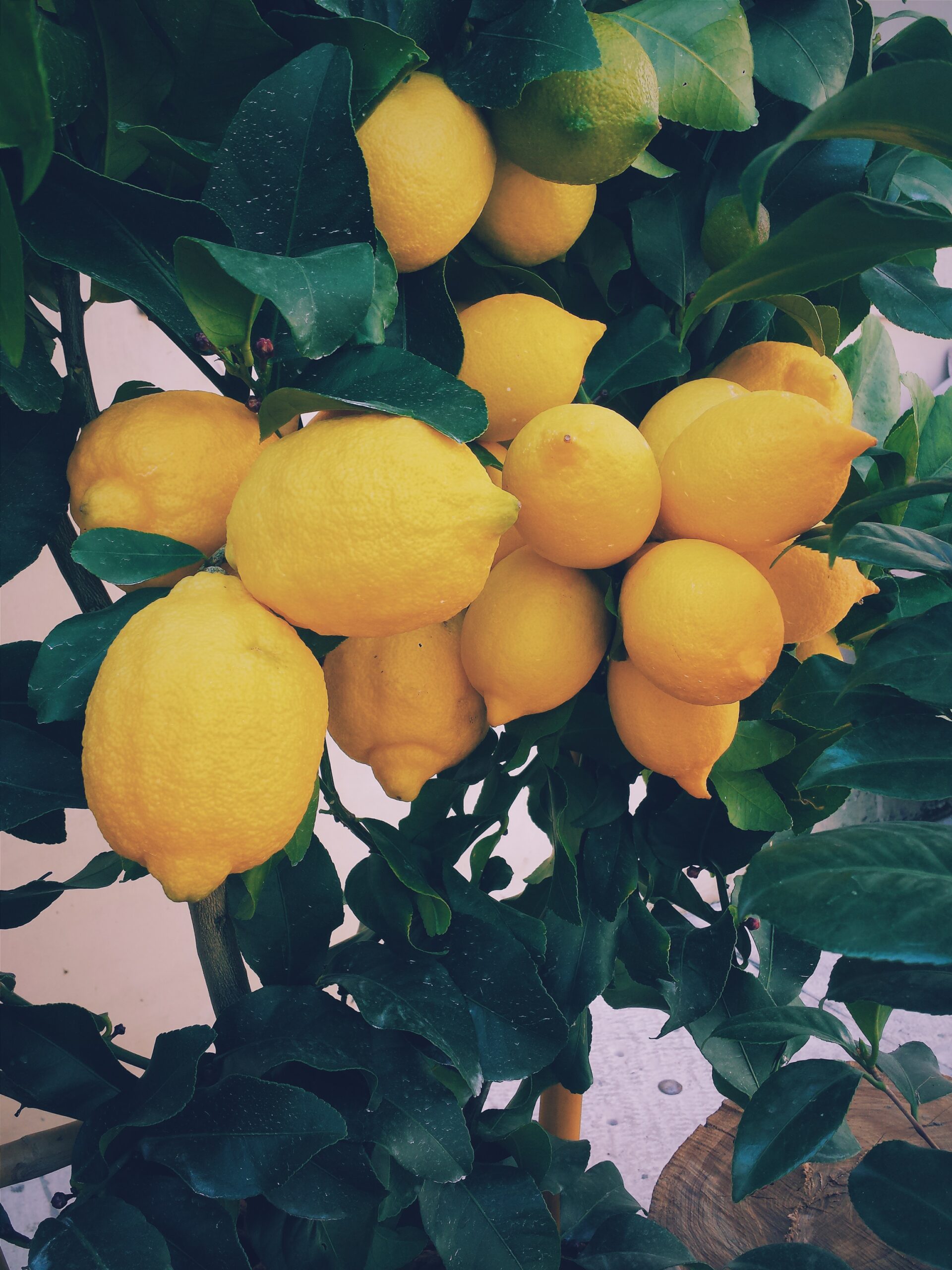 Lemon Tree